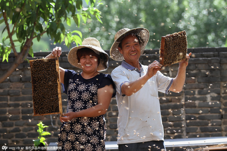 Hebei senior beekeeper's sweet day