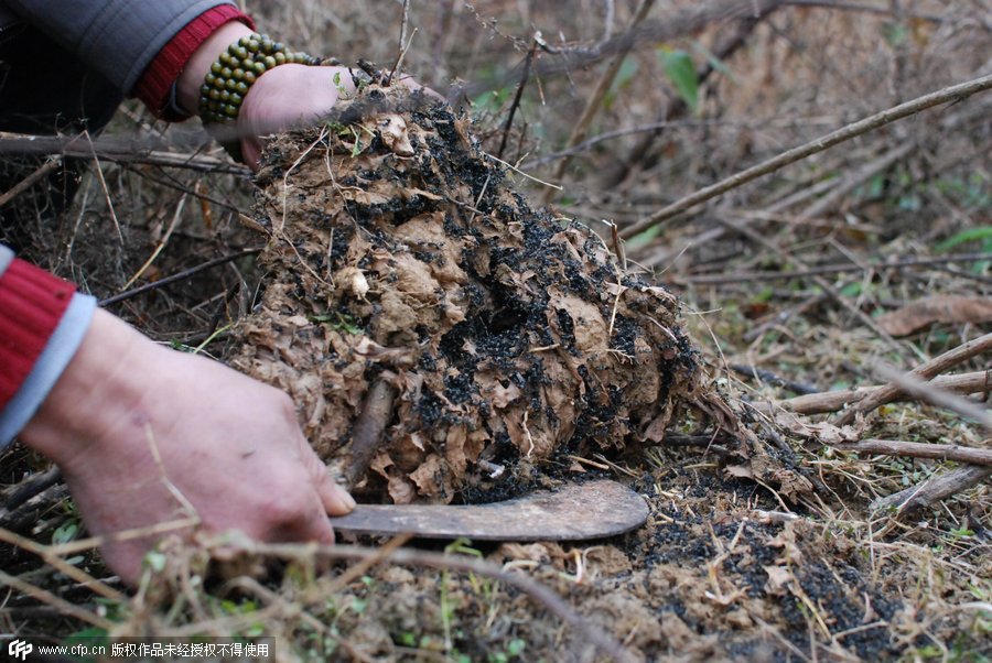 Man earns money by catching ants in Jiangxi