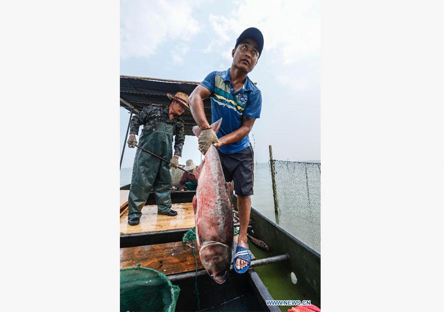 Fishing season of Taihu Lake begins