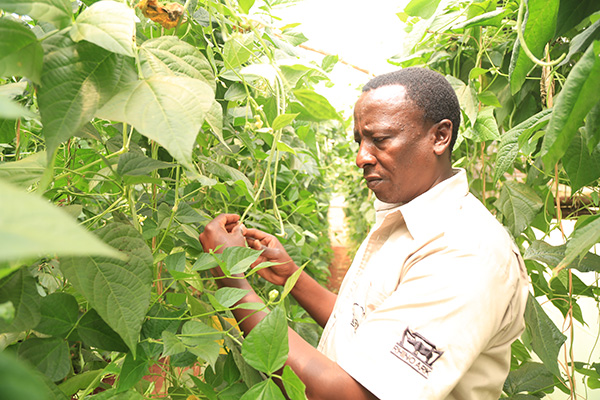 Tending farms is a work of green art