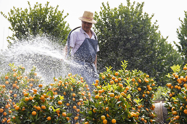 Shunde flowers popular in South East Asia during Spring Festival