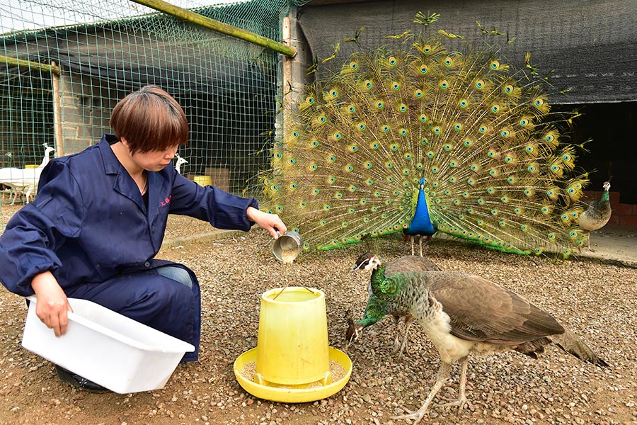 Farmer couple finds wealth in raising peacocks