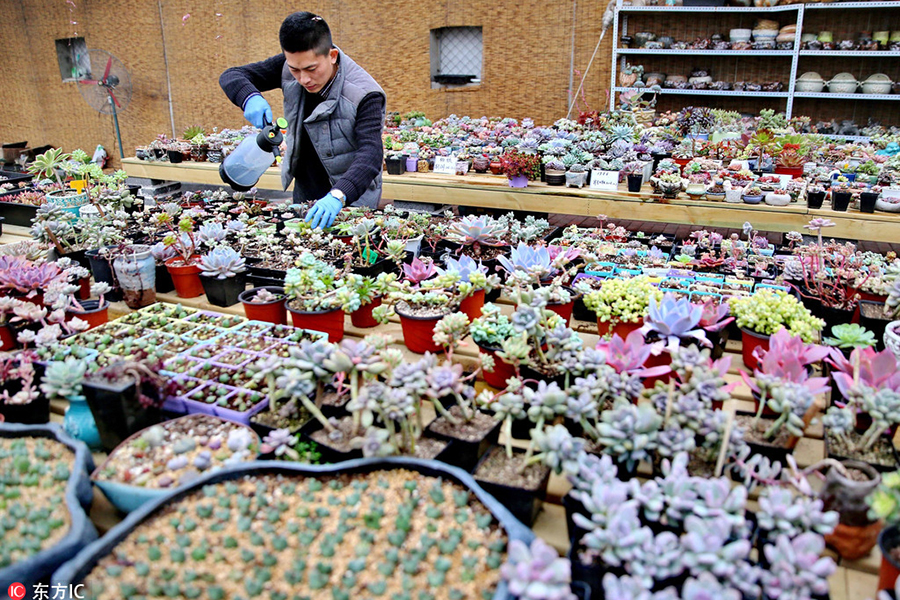 A man's succulent plant business