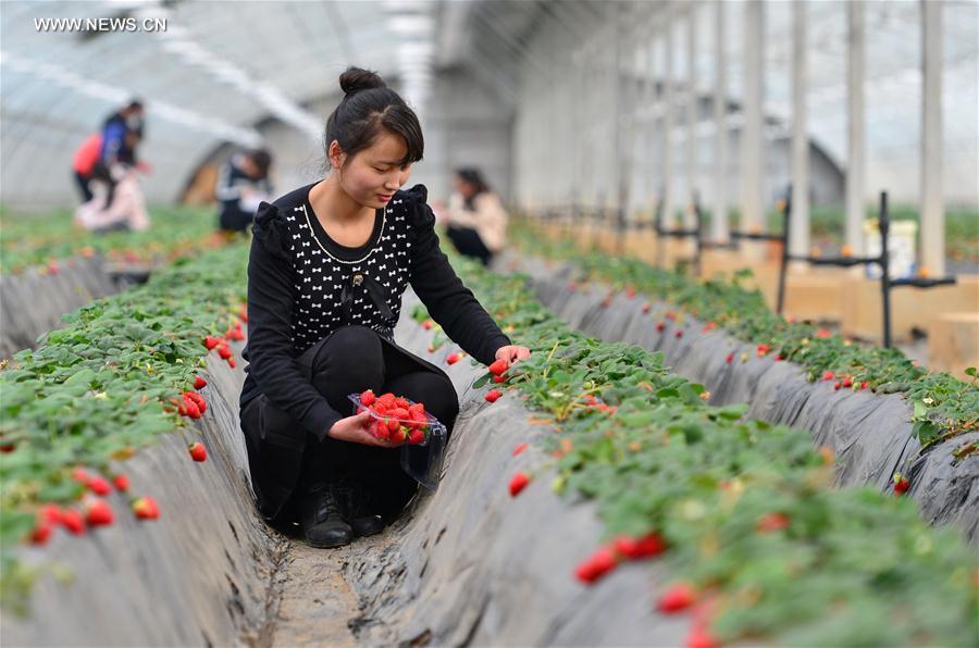 Ecofarms established to boost economy in North China's villages