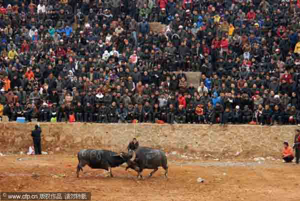 Spring Festival joy comes to life