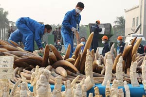 Buying ivory is buying bullets: Yao Ming