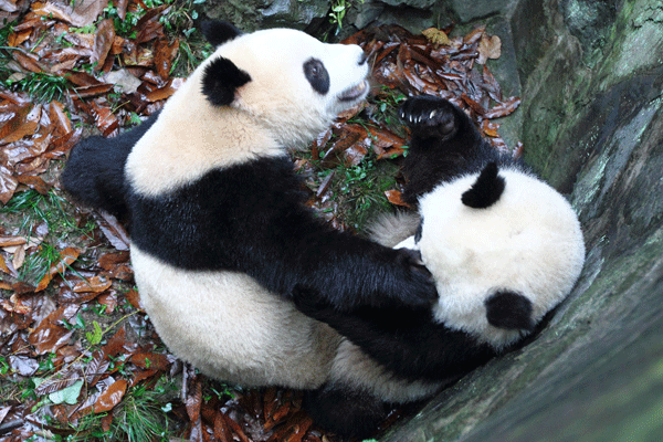 Kung Fu Panda in Hangzhou