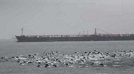 Thousands of dolphins block Somali pirates