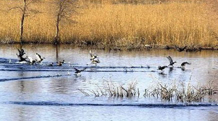 Returning birds bring balance to eco-system