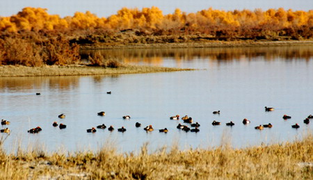 Returning birds bring balance to eco-system