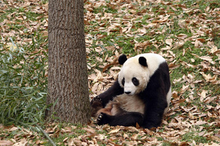 Washingtonians express pride, hope for departing Chinese panda cub