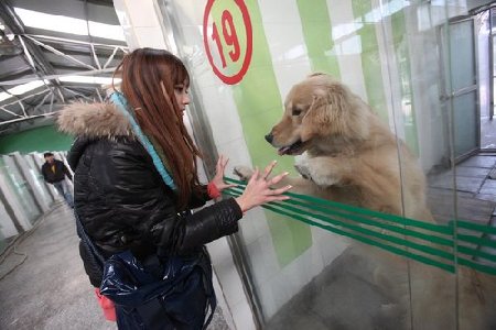 Foster care for pets during Festival hot in BJ