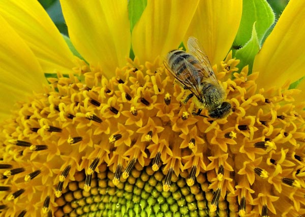 China to inspect propolis adulteration