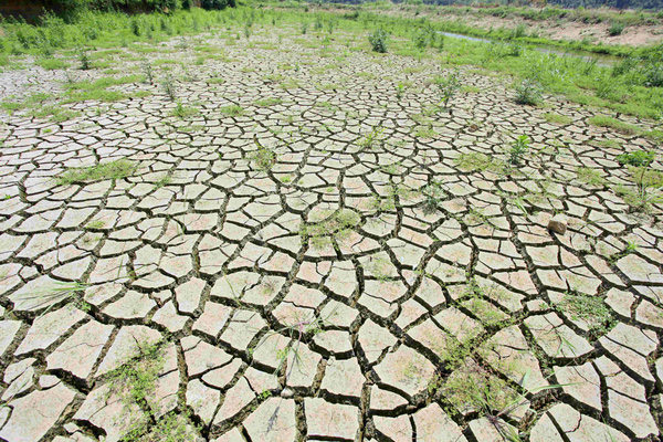 Yangtze drought affects 5% of China's farmland