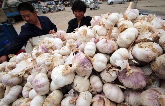 Garlic price tumbles in China