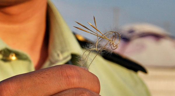 Inner Mongolia hit by severe drought