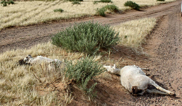 Inner Mongolia hit by severe drought