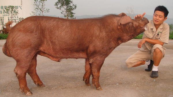 Happiness is a pigsty