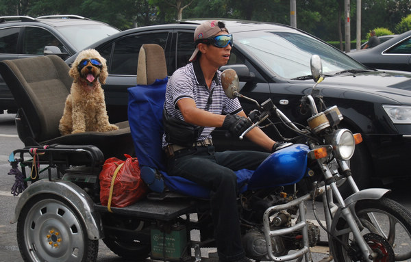 Beijing calls on dog owners to help fight rabies