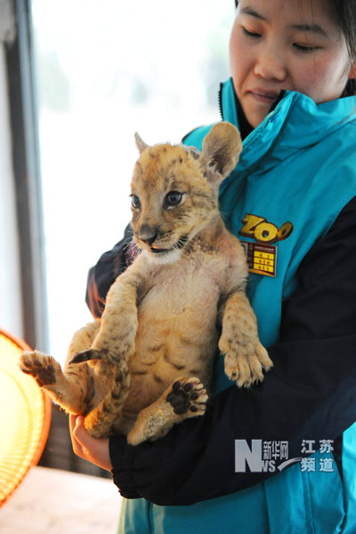 Tigon debuts in E China wildlife park