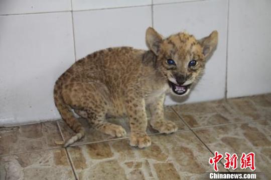 Tigon debuts in E China wildlife park