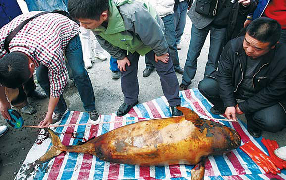 Rare river porpoises showing up dead