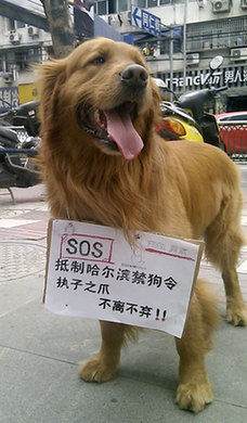 Harbin ban on big dogs stirs up howls of protest