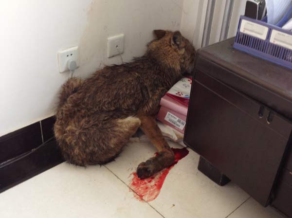 Wolf injured by hunters limps into govt building