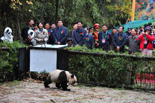 Young panda gets a taste of the wild life