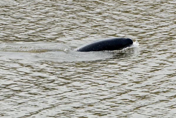 Call for protection of finless porpoise