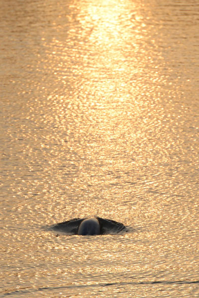 Call for protection of finless porpoise