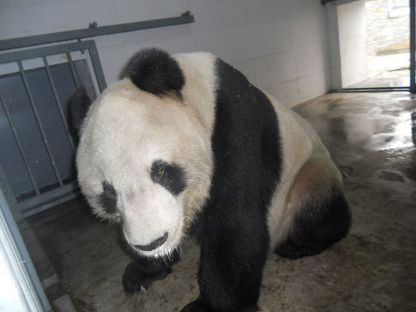 Shangri-La's Care for Panda project takes root in Sichuan