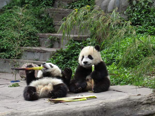 No pandas affected in Sichuan quake