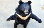 Chengdu stores ban bear bile