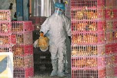 China reports four more H7N9 human cases