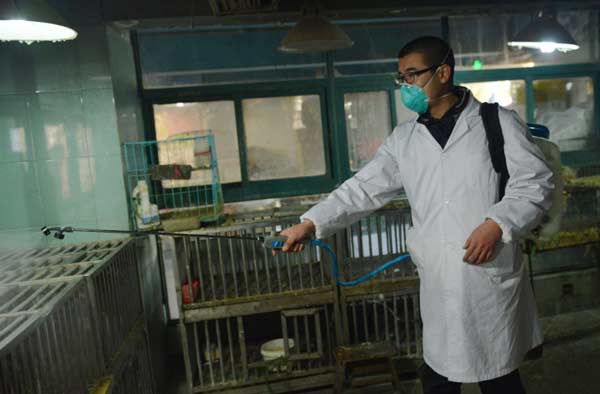 Resurgent bird flu culls poultry industry