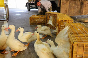 China takes measures against H7N9