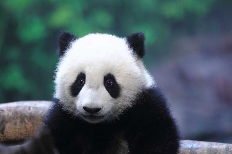 Panda fever in S China