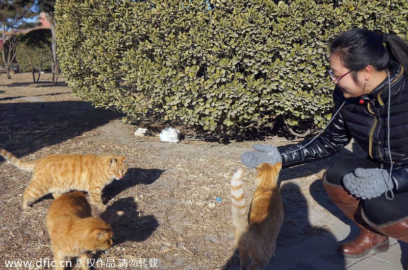 'Royal' stray cats wander in and around Forbidden City