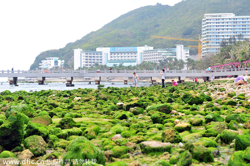 Algae scares tourists away from Sanya beach