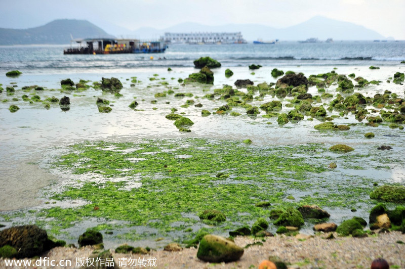 Algae scares tourists away from Sanya beach