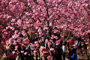 Cherry blossoms give Shanghai early taste of spring