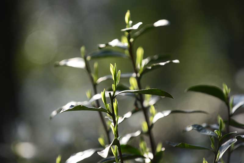 First batch of the spring tea sprouting