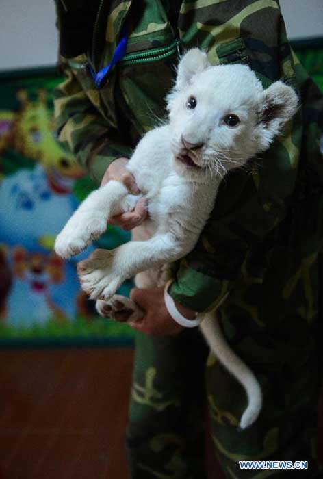 White lion cub nursed by dog in wildlife park