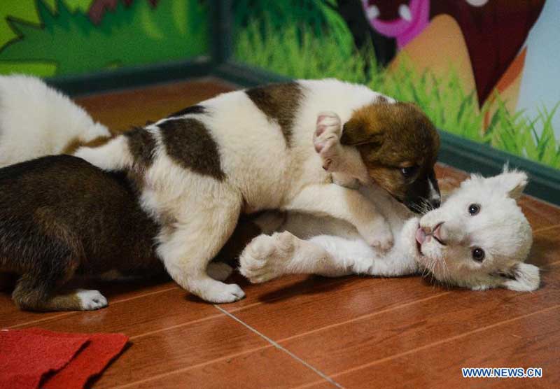 White lion cub nursed by dog in wildlife park