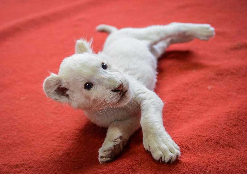 White lion cub nursed by dog in wildlife park