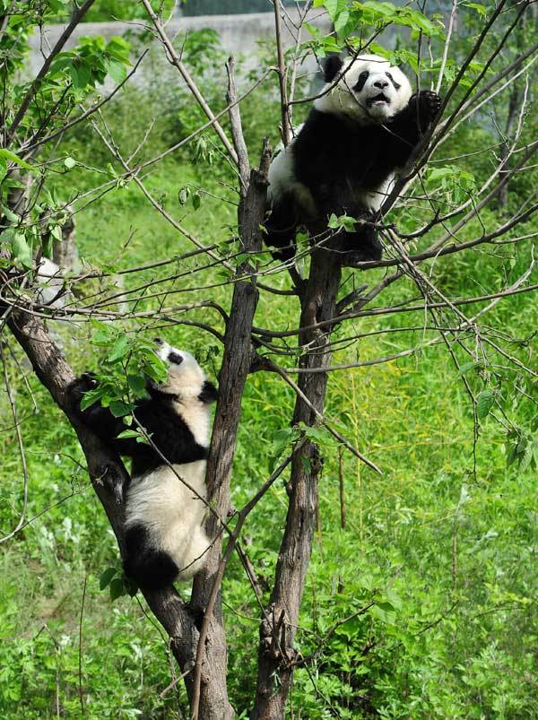 Camera-shy cubs