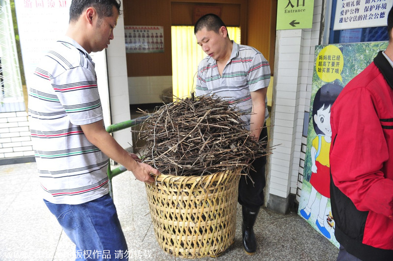 Steel nest removed from high voltage towers