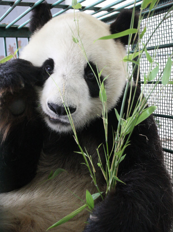 Pandas in Shandong are going home