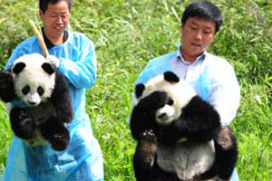 Pandas in Shandong are going home